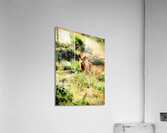 Dandelion Deer Acrylic Print