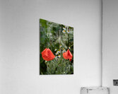 Poppy Thank You Acrylic Print
