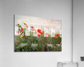 Normandy France Poppy Field Acrylic Print