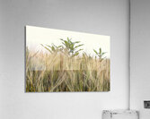 Wheat Shooting Upward Acrylic Print