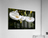 Calla Lily Purity Acrylic Print