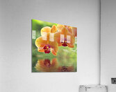 Oriental Spa Acrylic Print