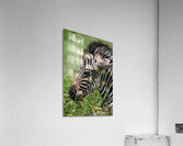 Welcome Acrylic Print