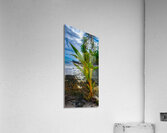 Beginnings Acrylic Print