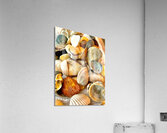 Beachcombing Shells Acrylic Print