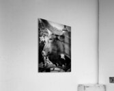 texas longhorn  vertical 817 Steer 13k Acrylic Print