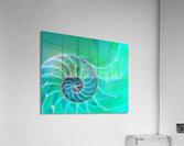 Nautilus Aqua Spiral Acrylic Print