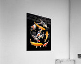 Colorful Japanese Koi Vertical Acrylic Print
