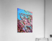 Dalima Acrylic Print