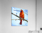 Cardinal Acrylic Print