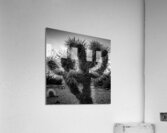 cholla cactus at dusk  square 1955 Cholla 13k Acrylic Print