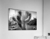 cholla cactus at dusk  horizontal 1955 Cholla 13k Acrylic Print
