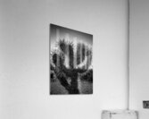 cholla cactus at dusk  vertical 1955 Cholla 13k.j Acrylic Print
