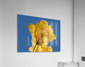 To The Sky Acrylic Print