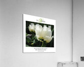 LES BIBITTES 11 Acrylic Print