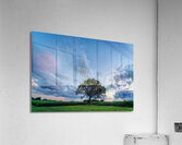 Oak Tree Sunset Skyscape Acrylic Print