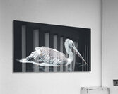 Dalmation Pelican Acrylic Print