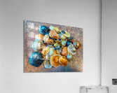 Jingles Seashells Acrylic Print