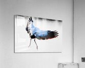 Flyaway Acrylic Print