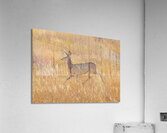 Deer Prance Acrylic Print