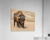 Badland Bufallo Acrylic Print