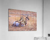 Pronghorn Couple Acrylic Print