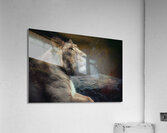 Lioness  Acrylic Print