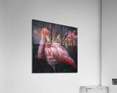 Flamingo Acrylic Print