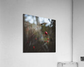  VOP5728  Acrylic Print
