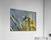 Bee - Yellow Flower  Acrylic Print