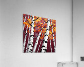 Birch in Maroon Acrylic Print