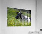Dolomite Happy Cow Acrylic Print