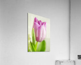 Pink Tulip Flower With Waterdroplets Acrylic Print