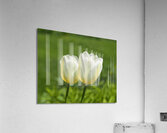 Yellow and White Acrylic Print