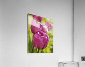 Follow the Leader Acrylic Print