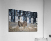 Brandon Buck Acrylic Print