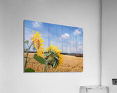 Sunflowers Overlooking Wheat Fields P7270085 Acrylic Print