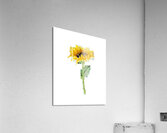 Watercolor Flower Minimalism PNG 6 Acrylic Print