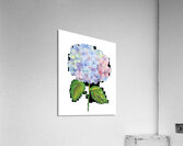 Hydrangea 1 Acrylic Print