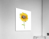 Watercolor Flower Minimalism PNG 7 Acrylic Print