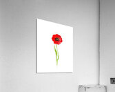 Watercolor Flower Minimalism PNG 15 Acrylic Print