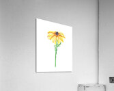 Watercolor Flower Minimalism PNG 3 Acrylic Print