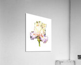 Watercolor Flower Minimalism PNG 19 Acrylic Print