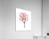 Watercolor Flower Minimalism PNG 28 Acrylic Print