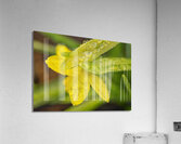Dandelion Flower Back Macro with Dew  Acrylic Print
