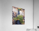 Crater Lake Wildflowers Acrylic Print
