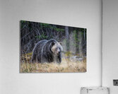 One Huge Momma  Acrylic Print
