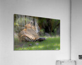 Siesta Acrylic Print