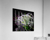 BZ9 4752 Enhanced NR Acrylic Print