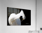09052023 birds 478 Enhanced NR Acrylic Print